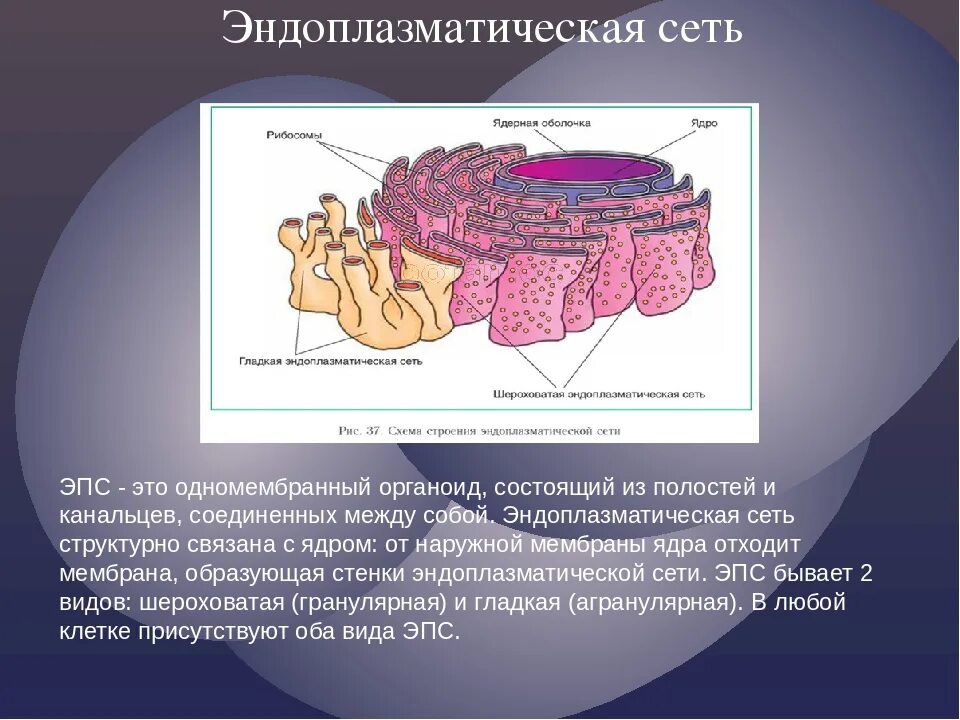 Эндоплазматическая сеть. Типы ЭПС. Эндоплазматическая сеть этт. ЭПС строение и функции.