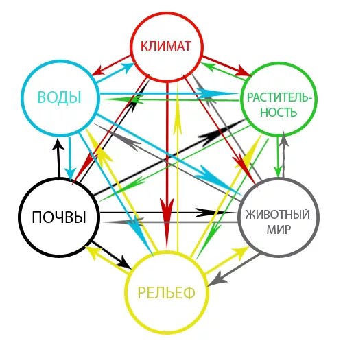 Схема взаимодействия природных компонентов. Схема взаимосвязи ПТК. Схема взаимосвязи компонентов природы. Схема взаимосвязь природных компонентов. Примеры взаимосвязей между компонентами природы в тайге