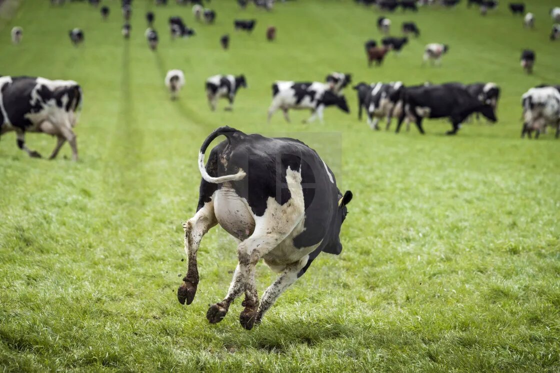 Корова бегает. Корова прыгает. Счастливая корова.