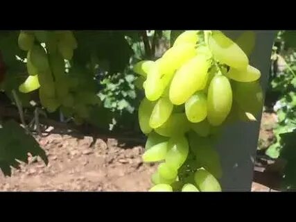 Виноград сорт голд