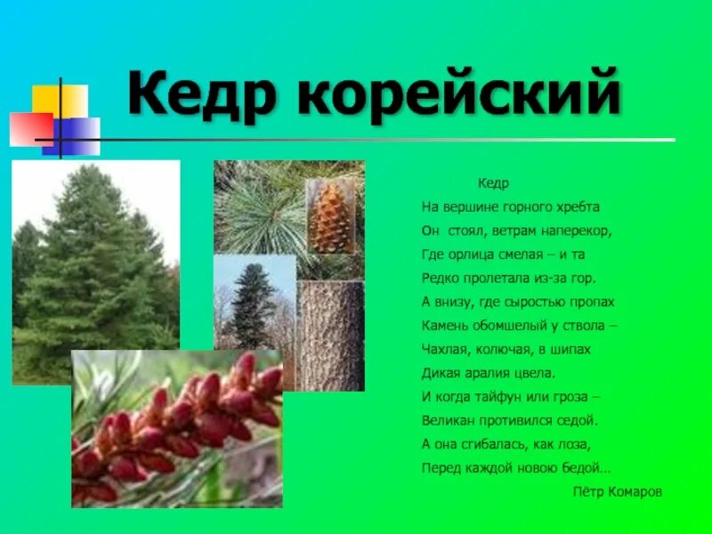 Значение слова кедр. Кедр описание. Доклад про кедр. Кедр корейский сообщение. Кедр информация для детей.