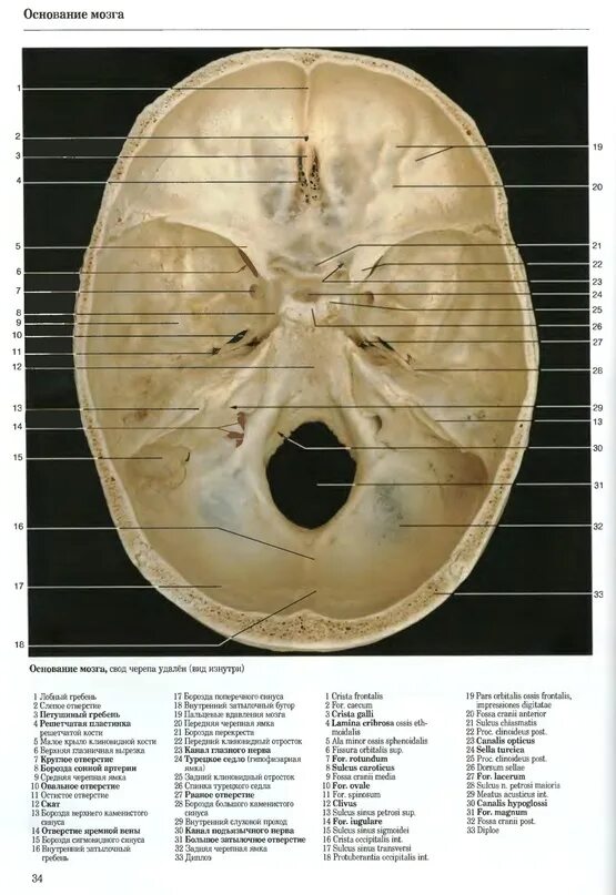 Свод и основание черепа анатомия. Foramen rotundum на черепе. слепое отверстие черепа. свод черепа. круглое отверстие черепа.