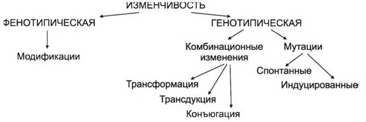 Примеры фенотипической формы изменчивости Презентация изменчивость модификационная изменчивость