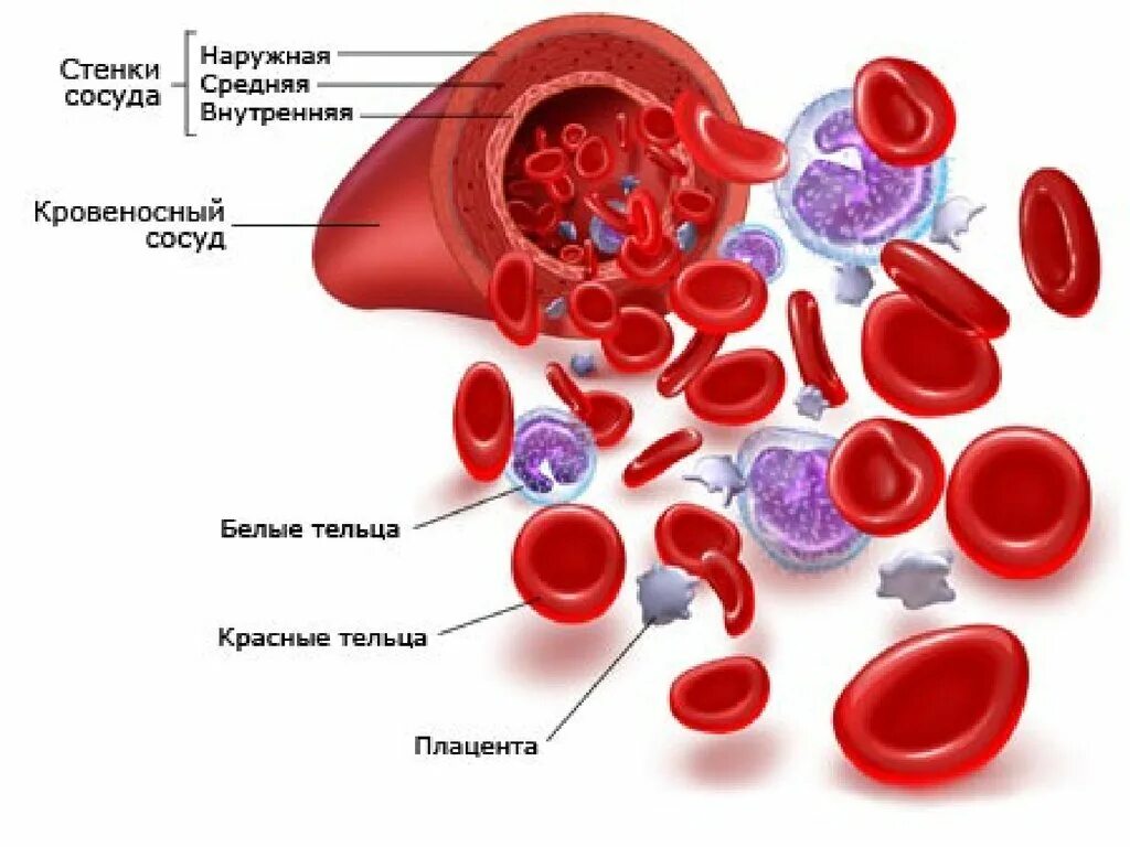 Элемент крови. Клетки крови. Строение крови. Клетки крови эритроциты.