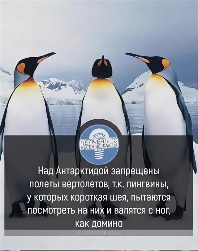 Три пингвина завтра. Факты о пингвинах. Самое интересное о пингвинах. Удивительные факты о пингвинах. Смешные факты о пингвинах.