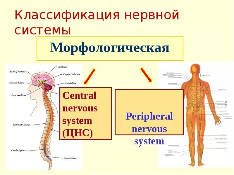 По каким принципам классифицируют отделы нервной. Классификация нервной системы морфологическое деление. Морфологическая классификация отделов нервной системы.. Классификация нервной системы по морфологическому признаку. Анатомическая классификация нервной системы.