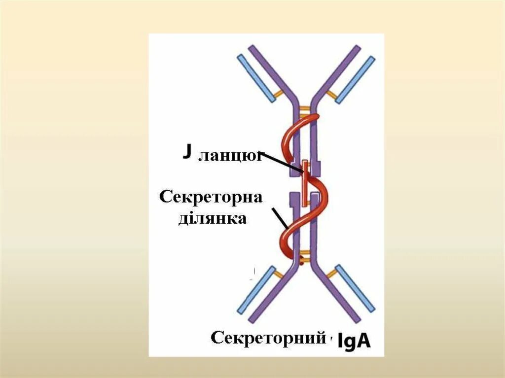 Иммуноглобулин м у детей. LGA иммуноглобулин. Иммуноглобулины в коже. Неспецифические иммуноглобулины. Иммуноглобулины картинки для презентации.