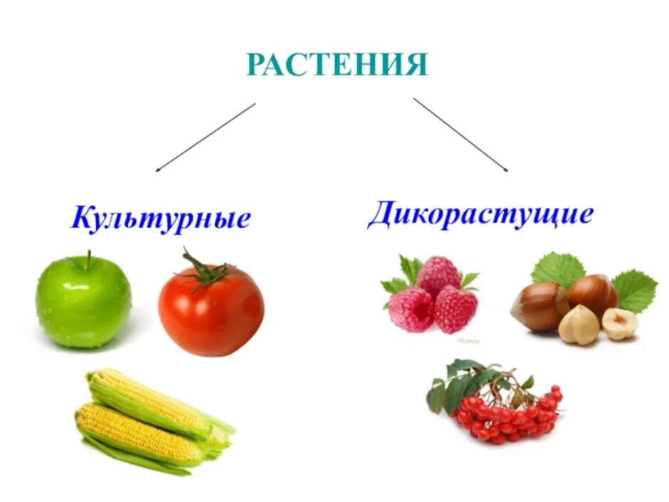 Распределите культурные растения по группам. Дикорастущие и культурные растения. Дикорастущиети культурные растения. Дикорастущие и культурные рас. Цветы дикорастущие и культурные.