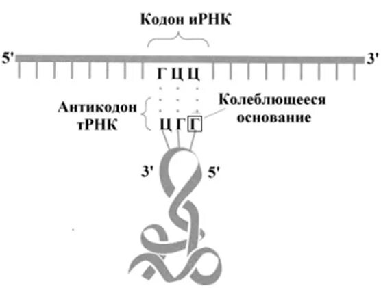 Кодоны т рнк. Кодоны в молекуле РНК. Кодон и антикодон. Триплет антикодон. Триплет кодон антикодон.