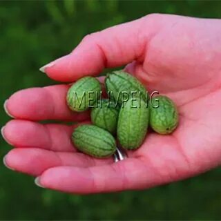Мелотрия шершавая