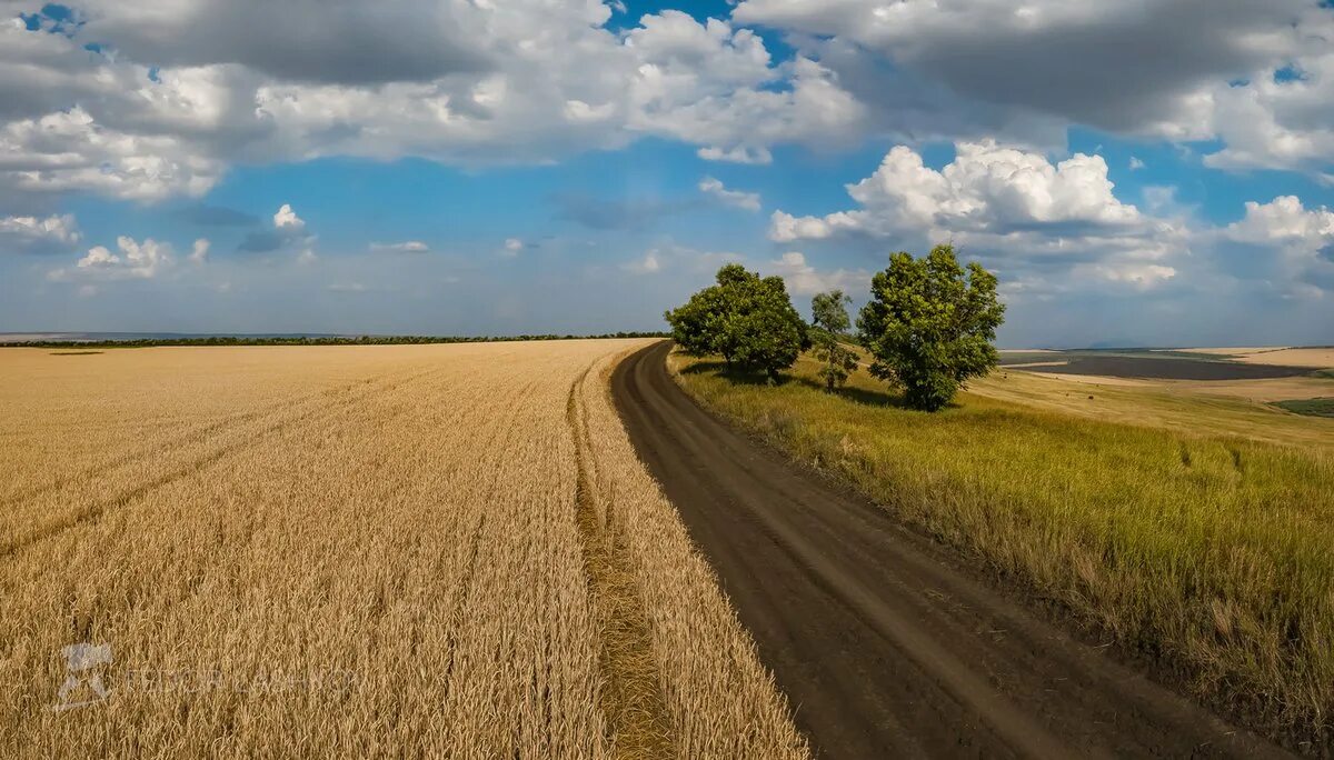 Пшеничное ставропольский край