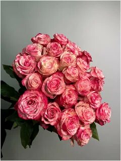 Rose time
