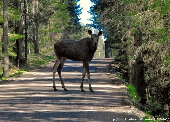 лось в зоопарке. Wapiti linux. лось в московском зоопарке. финляндия зоопарк хельсинки. лосю в зоопарке дают летом 40.