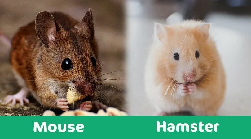 А4 против хомяка. Хомяк против. Hamster Mouse. Vs Mouse. Ядерная против хомяков.