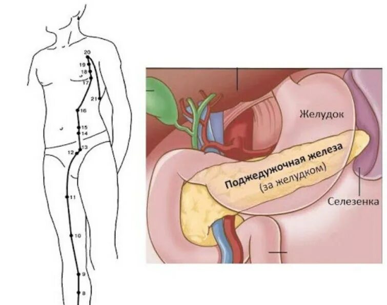 Селезенка желудок поджелудочная железа. Канал селезенки-поджелудочной железы. Меридиан поджелудочной железы точки. Меридиан селезенки и поджелудочной железы. Желудок селезенка поджелудочная железа.