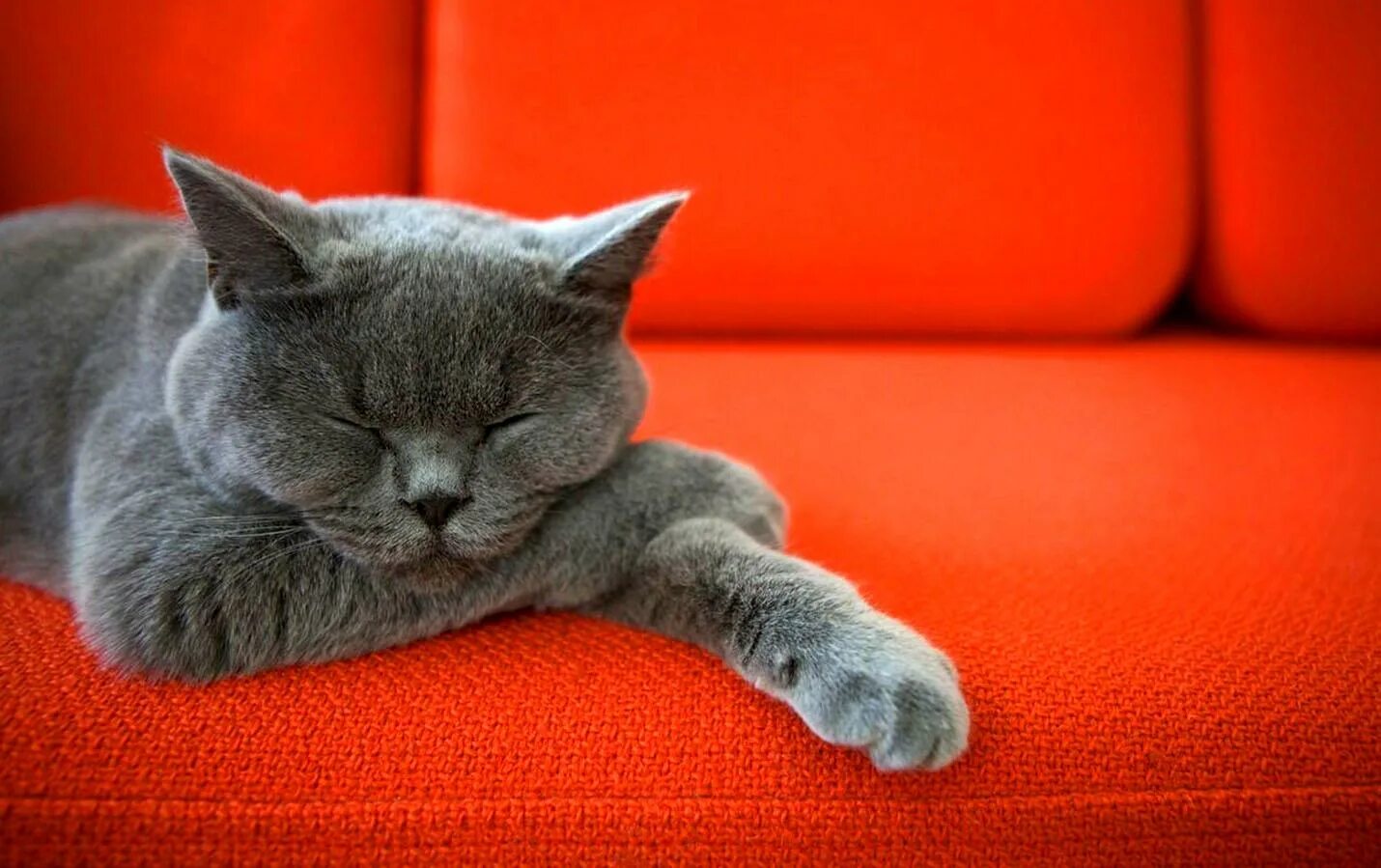 Почему кошка отворачивается. Кот на диване. диван кошка. коты на диване. спящий серый кот.