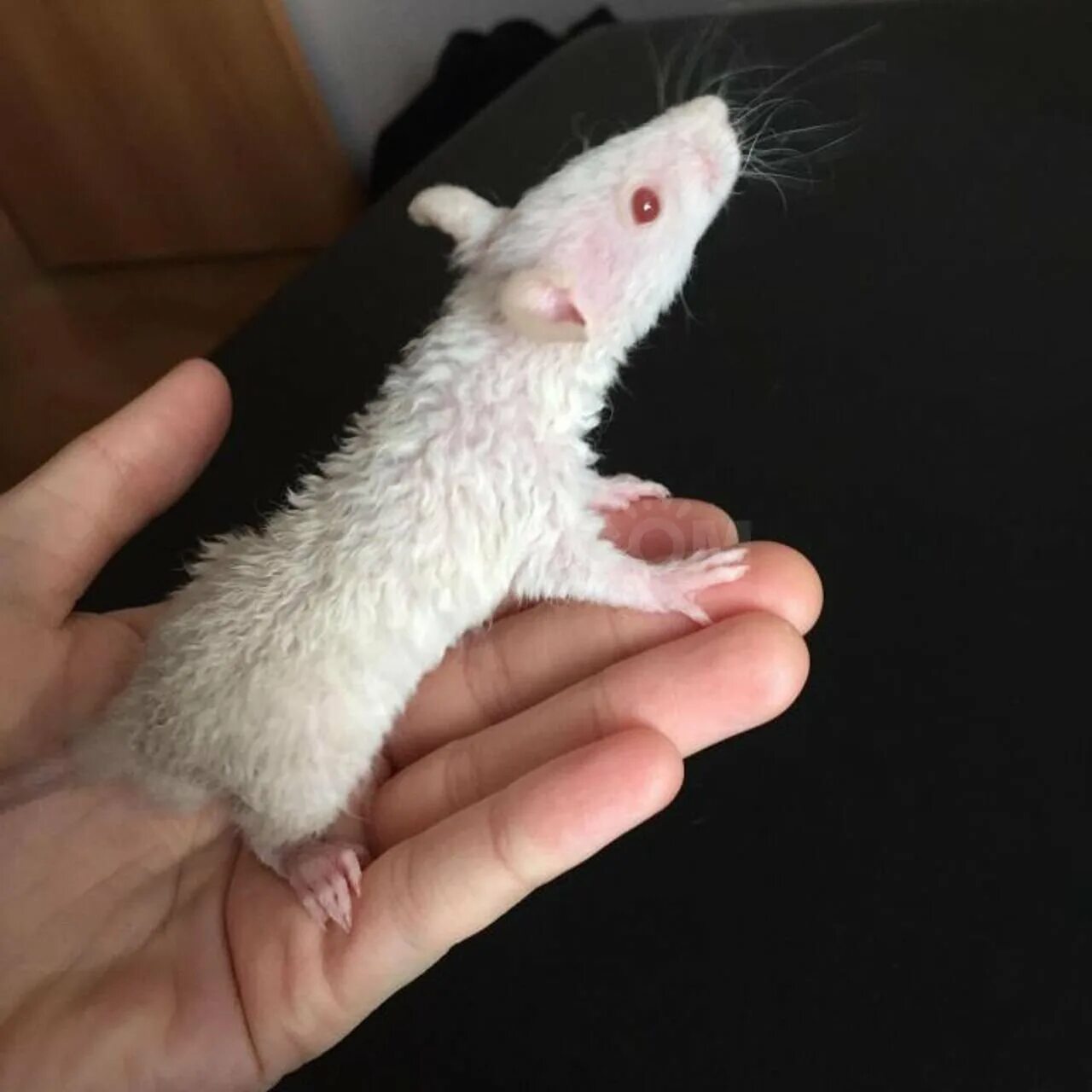 Крыса дамбо рекс. Крыса дамбо дабл рекс. Крыса корниш рекс. Крысята дамбо рекс. Крыса порды дамба рэкс.