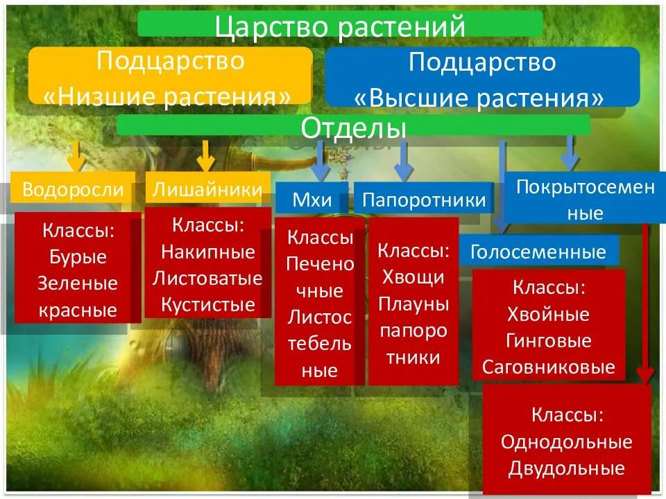 Выписать характеристику низших растений. Отделы царства растений 5 класс биология. Царство растений 6 класс биология таблица. Царство растений Подцарство. Царство растений Подцарство высшие.