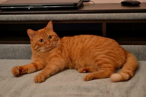 Большие рыжие коты