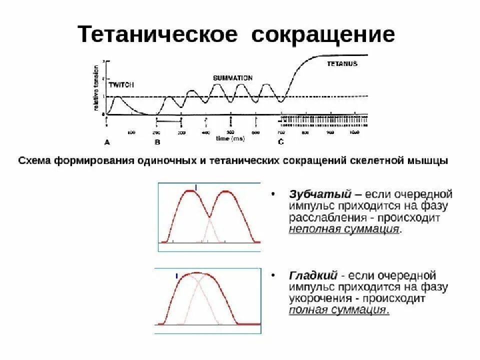 Оптимум и пессимум частоты раздражения