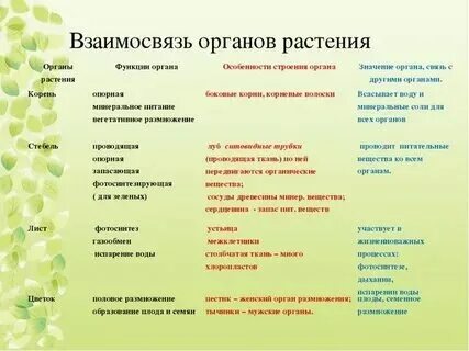 Система растений биология 7 класс