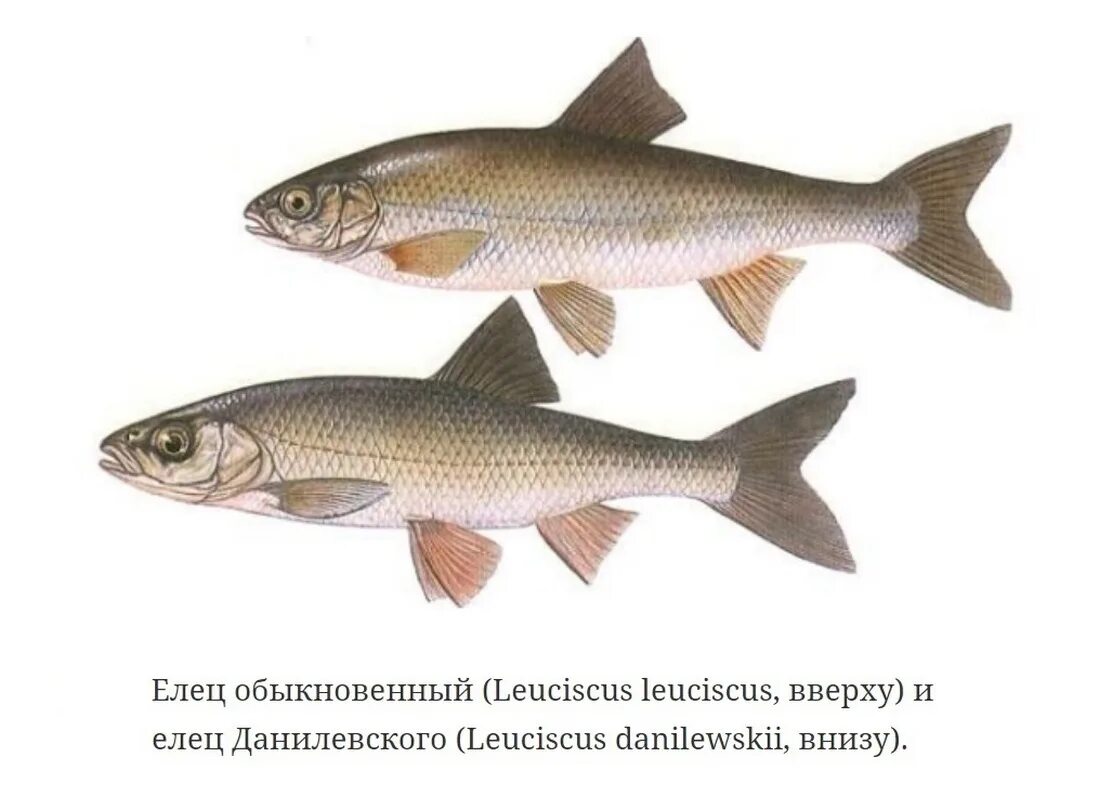 Елец байкальский. Елец обыкновенный leuciscus leuciscus. Елец обыкновенный leuciscus leuciscus. Виды ельцов. Елец сибирский.