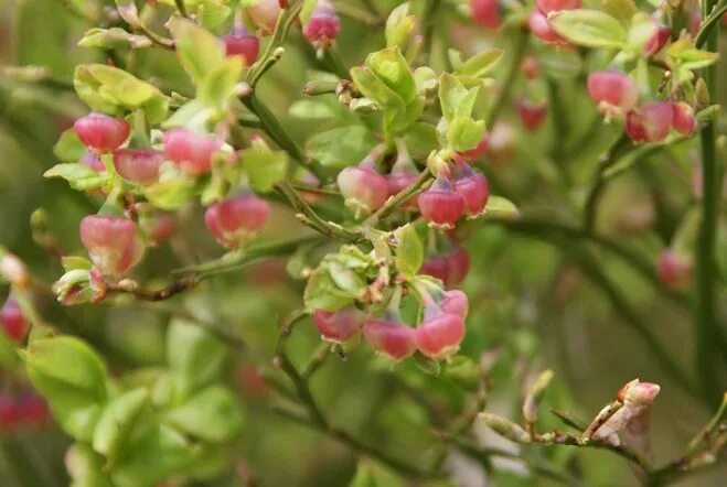 Изображение растения Vaccinium myrtillus. Fruit, Strawberry