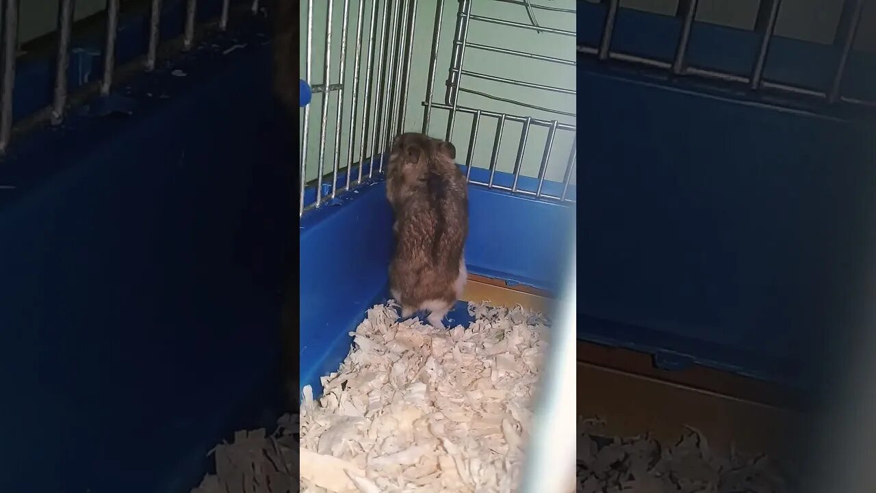 Как быстро найти хомяка