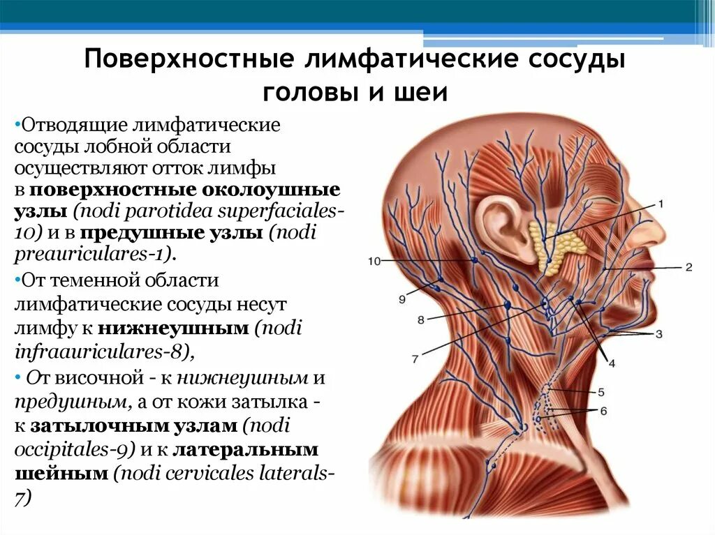 Лимфоузлы и мышцы. Лимфатические узлы анатомия расположение. Схема оттока лимфы от головы и шеи. Лимфатическая система головы человека анатомия.