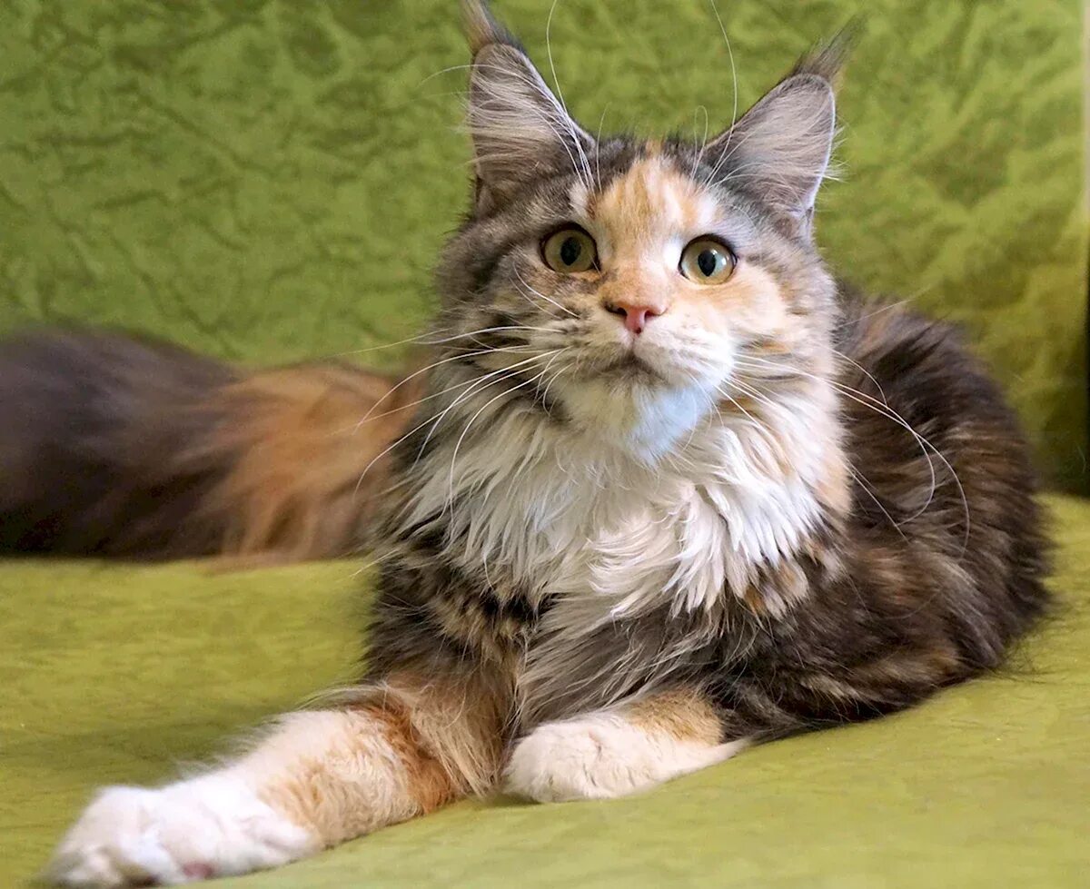 Помесь мейн куна. Котята метисы мейн куна. Кот метис мейн куна. Помесь мейн куна. Метис кошка мейн кун.
