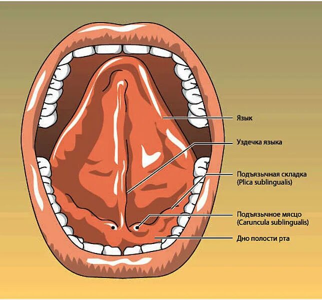 Подъязычная складка анатомия. Альвеола (ротовая полость). State tongue