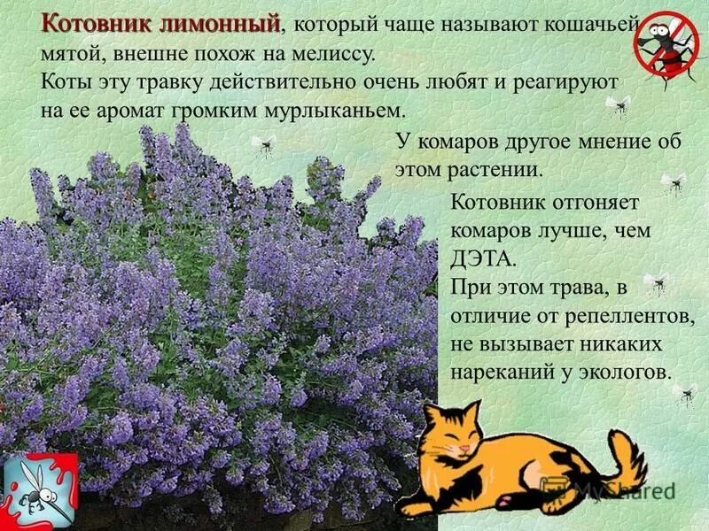 Сколько давать кошачью мяту. Котовник кошачий (Nepeta cataria). Кошачья мята (котовник) (Nepeta cataria). Котовник лимонная мята. Котовник кошачий Базилио.