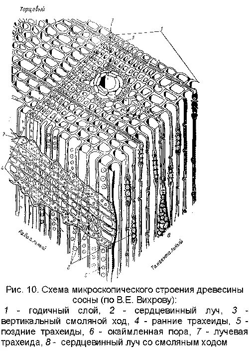 Структура хвойного. Макроскопическое строение древесины сосны. Макроскопическое строение древесины сосны обыкновенной. Макроскопическое строение Хвойной древесины. Микроскопическое строение древесины хвойных пород.