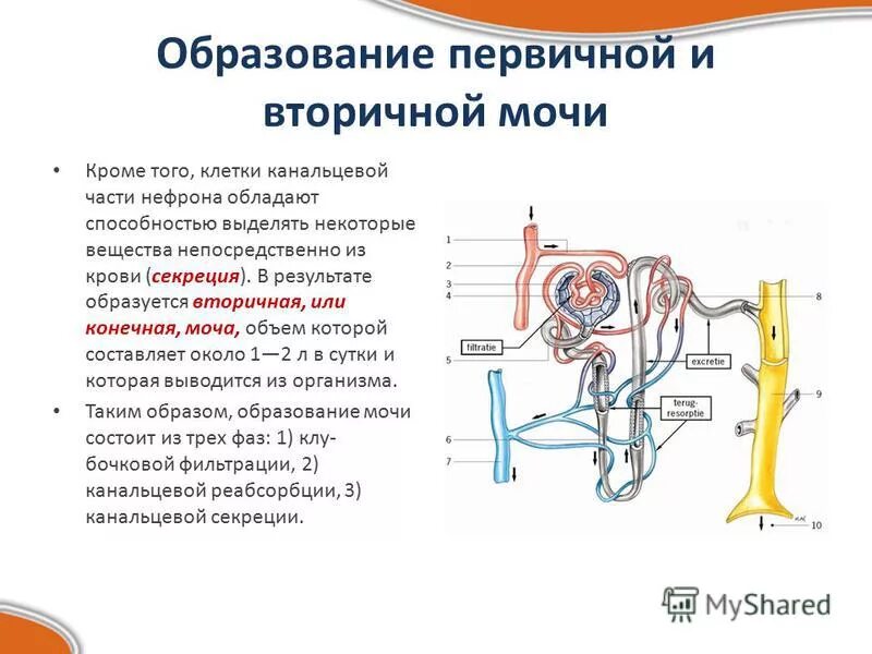 Как образуется первичная и вторичная моча