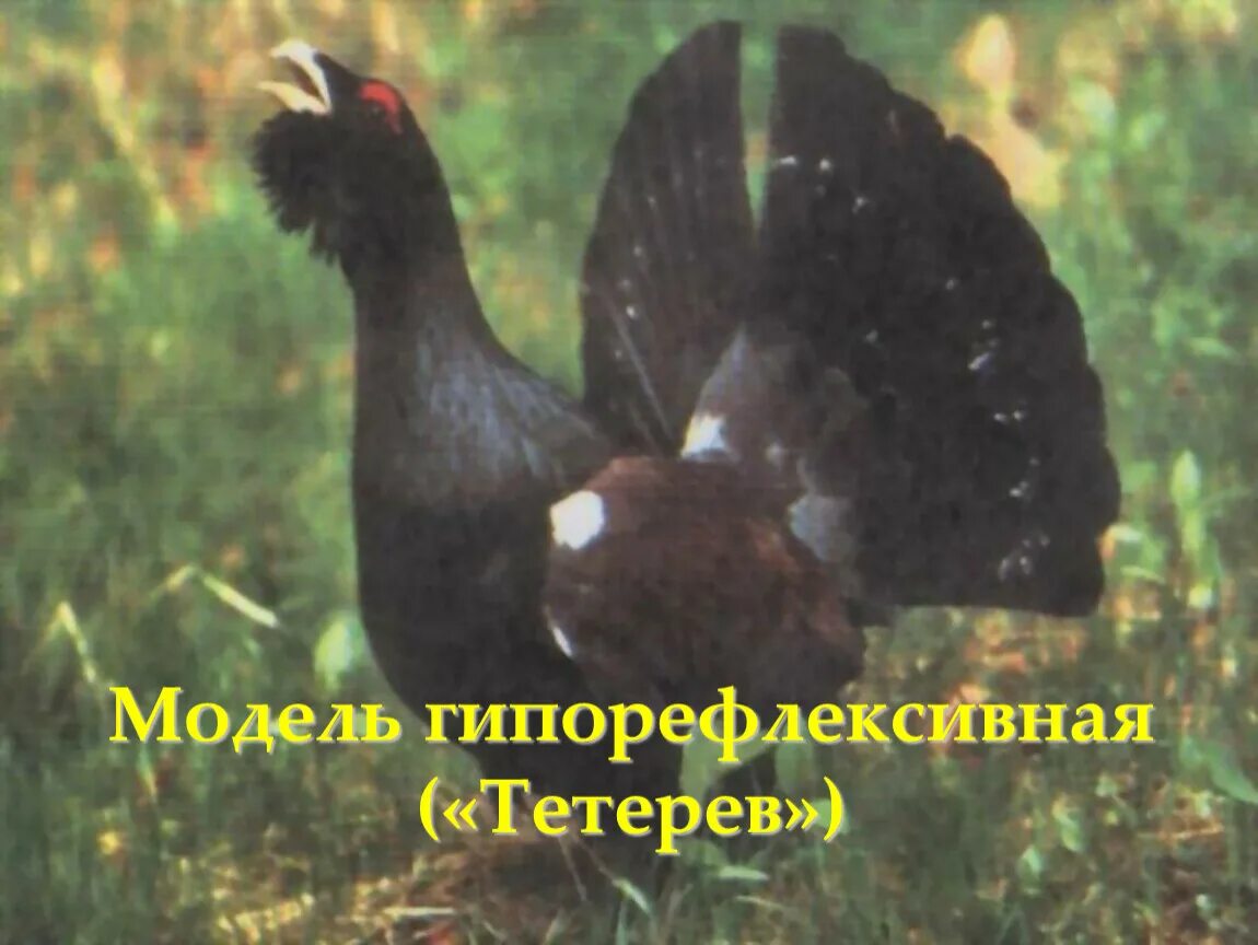 Содержание тетеревов