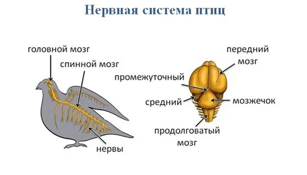 Класс птицы нервная. Отделы головного мозга у птиц схема. Нервная система птиц 7 класс биология. Строение головного мозга птиц. Нервная система птиц строение головного мозга.