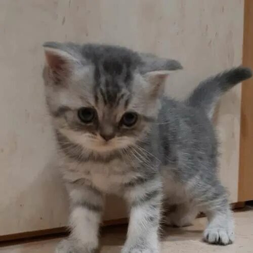 Авито шебекино котята в добрые. Персидские котята много. Котенок рыже коричневый. Котята персы вместе. Мейн кун бело коричневый.