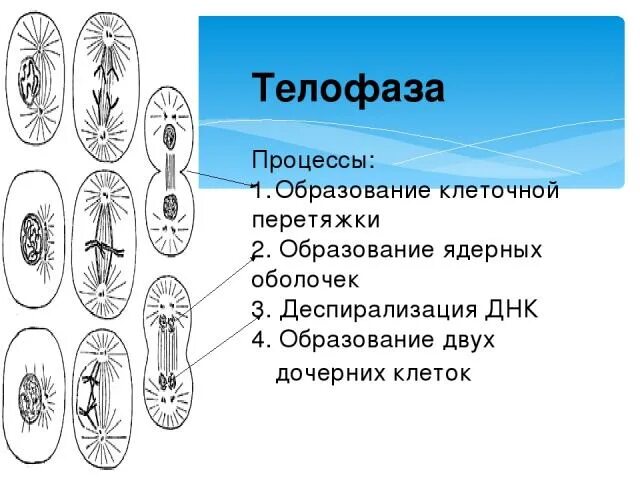 Телофаза процессы происходящие в клетке. Швея на мебельном. Образование перетяжки. Способы деления прокариотических клеток. Деление материнской клетки.