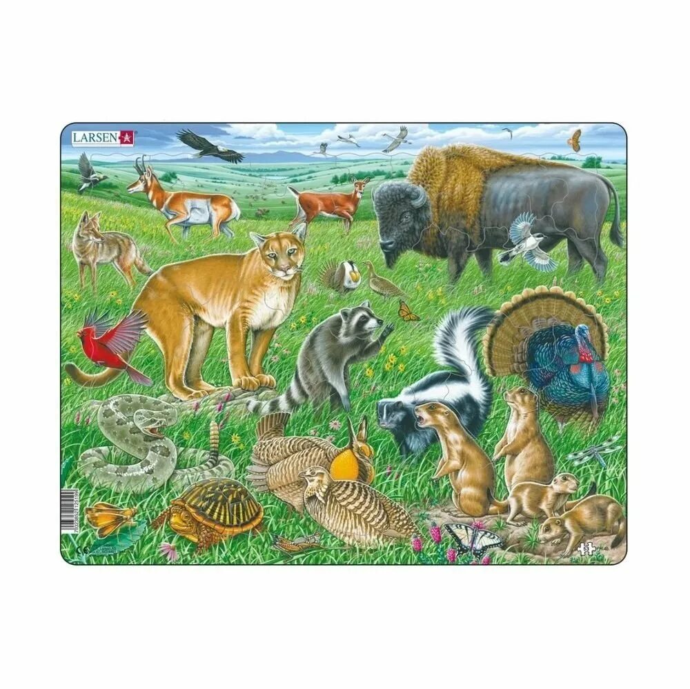 Животные материка северная америка. Какие животные обитают в северной америке. Животные северной и южной америки. Какие животные обитают в северной америке. Животные северной и южной америки.