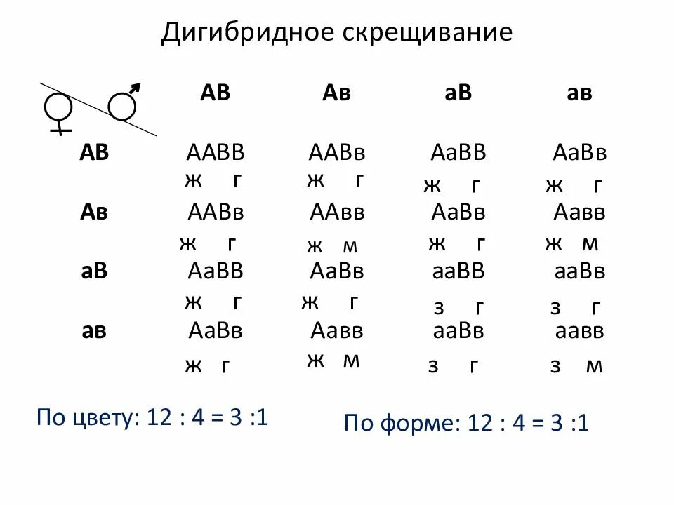 Дигибридное скрещивание. Дигибридное скрещивание презентация. Генетика дигибридное скрещивание. Дигибридное скрещивание 9 класс.