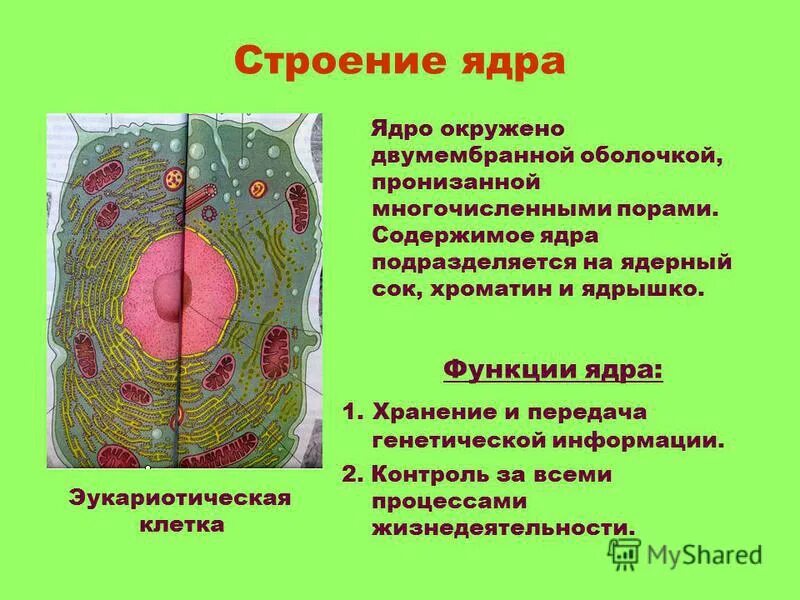 Какие клетки не имеют ядра