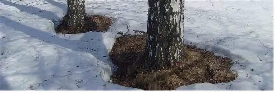 Проталины около дерева. Лунки вокруг деревьев весной. Лунки для деревьев. Дерево и снег вокруг. Проталины вокруг деревьев.