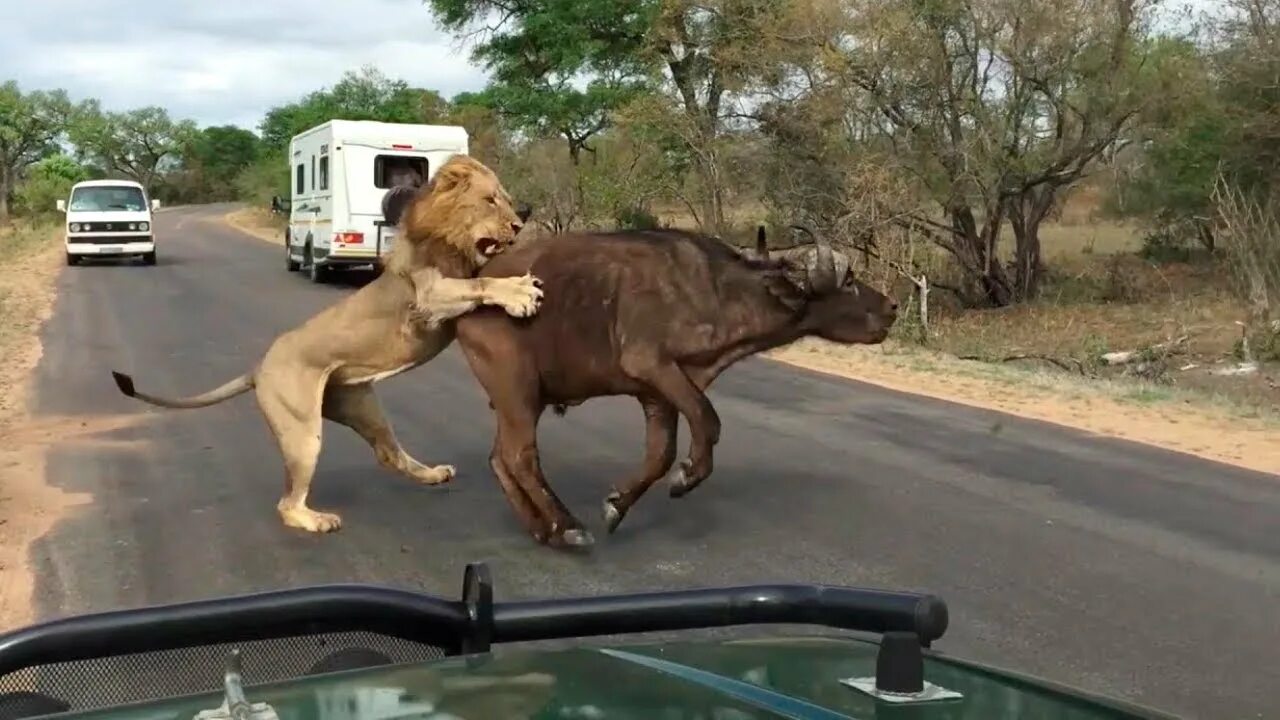 Нападение львов. Буйвол против Льва схватка. Атака Львов на буйволов.