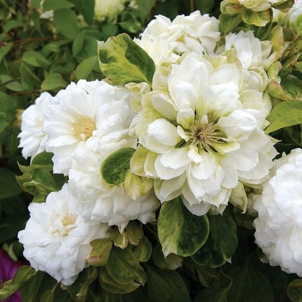 Duchess of edinburgh клематис. Клематис duchess. Клематис дачес эйденбург. Duсhеss оf еdinburgh клематис. Клематис дачес эйденбург.