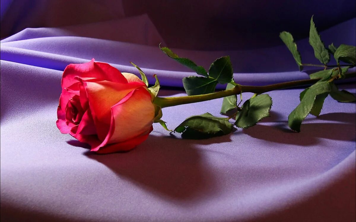 Прекрасные цветы. Красивые цветы для любимой девушки. Розы для любимой фото.