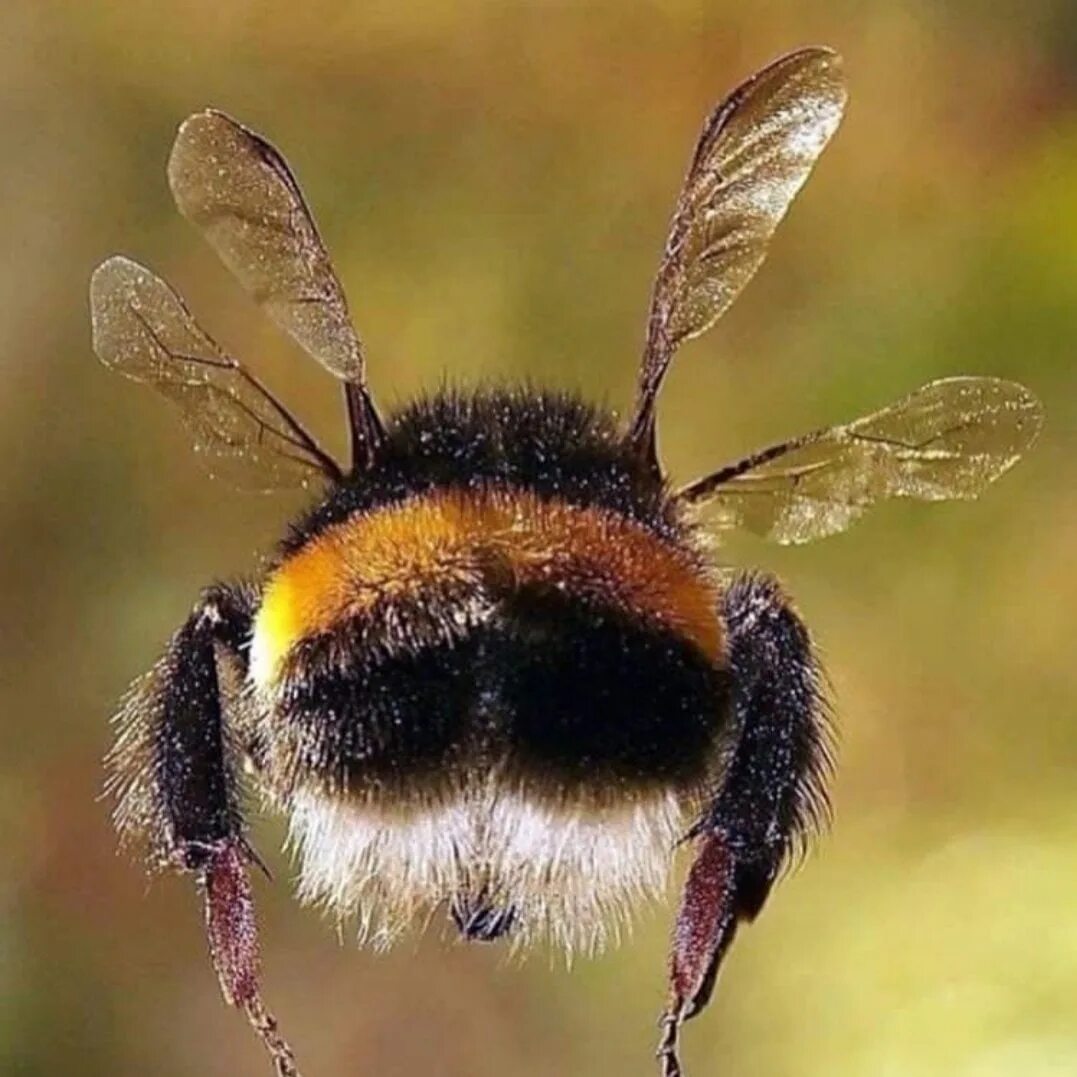 Окраска тела пчелы. Как выглядит попочка у пчели. A Bee. The Bees. Bees more Flying.