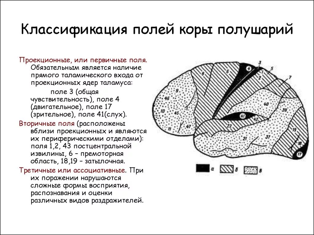 Первичные зоны мозга. Вторичные зоны коры головного мозга. Первичные и вторичные поля коры головного мозга. Первичные вторичные третичные поля коры головного мозга. Зоны коры головного мозга первичная вторичная третичная.