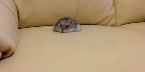 Sad hamster violin hamster
