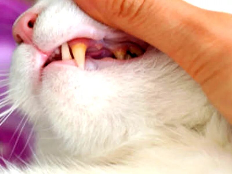 Почему у котов воняет рот. Кальцивироз (эозинофильная гранулема). Кальцивироз конъюнктивит.