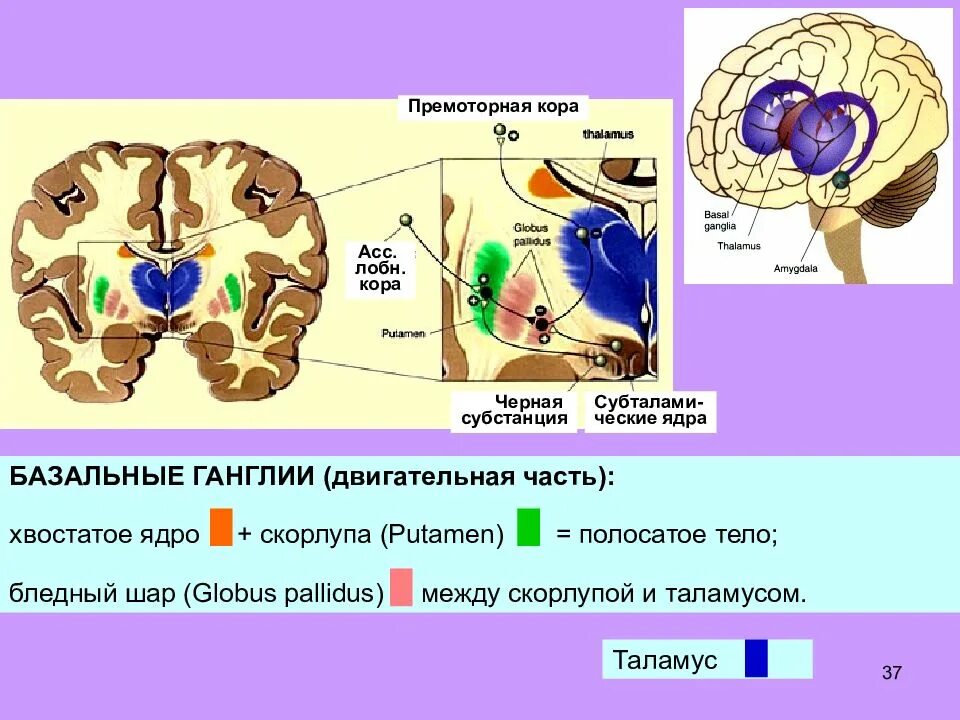 Базальные ядра коры. Бледный шар мозга. таламус и базальные ганглии.